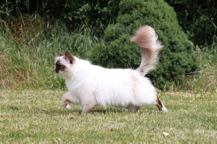 Discover The Enchanting World Of Annie Cats: Unlocking Ragdoll Secrets