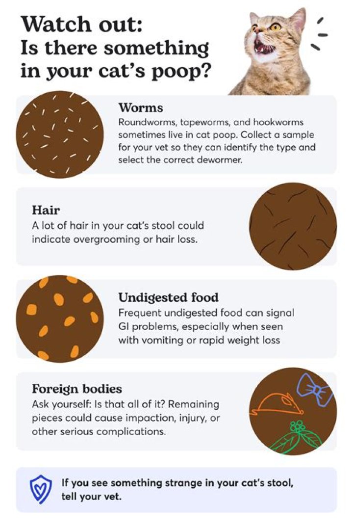 Unveiling The Causes Behind Cat Coughing Without Hairballs: A Comprehensive Guide
